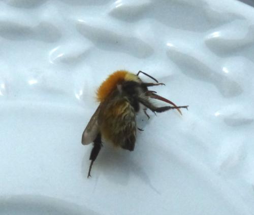 Bombus pascuorum